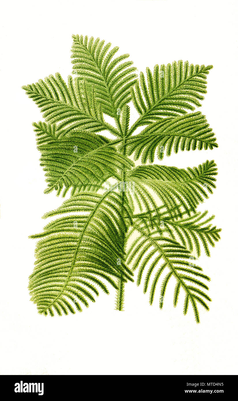 Araucaria excelsa, Norfolk-Island Pine, star pine, Polynesian pine, triangle tree or living Christmas tree. Zimmertanne, Norfolk-Tanne, digital improved reproduction from a print of the 19th century Stock Photo