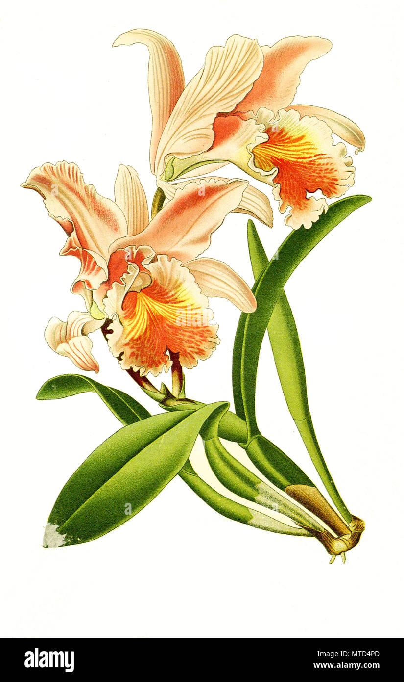 Cattleya mossiae, Moss' Cattley's, easter orchid. Orchidee, digital improved reproduction from a print of the 19th century Stock Photo