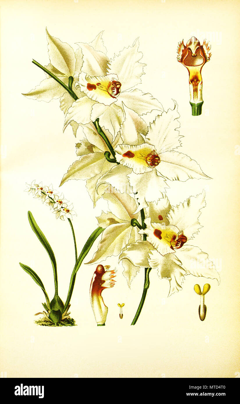 Odontoglossum crispum, curled odontoglossum,  epiphytic orchid. Orchidee, digital improved reproduction from a print of the 19th century Stock Photo