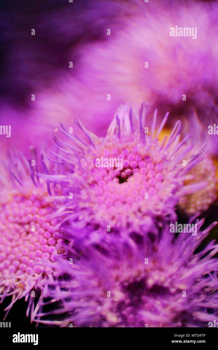 Soft macro image of little purple aster flowers. Selected focus. Floral microcosm. The small depth of field. Stock Photo