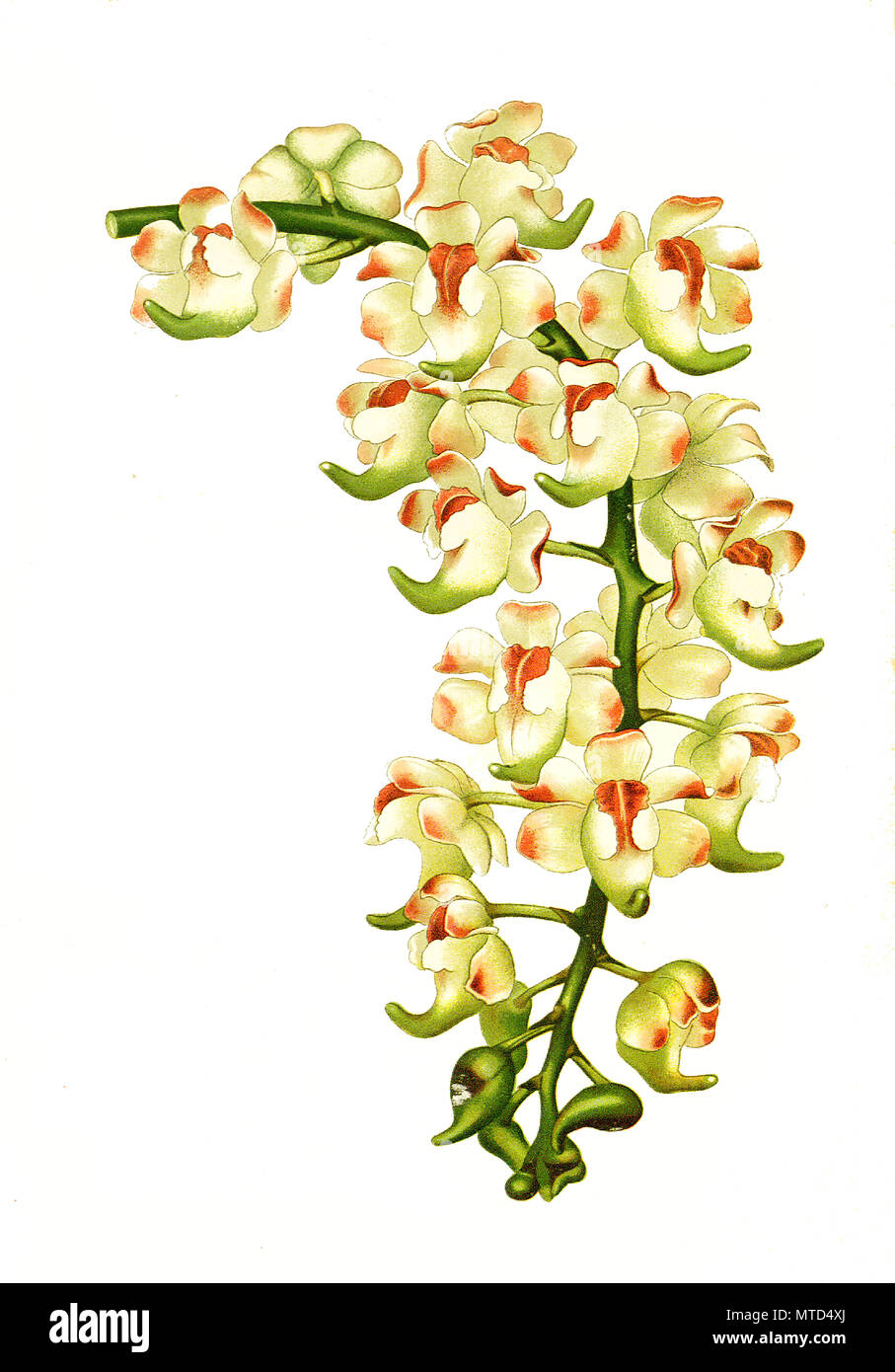 Aerides lawrenceae, orchid. Orchidee, digital improved reproduction from a print of the 19th century Stock Photo