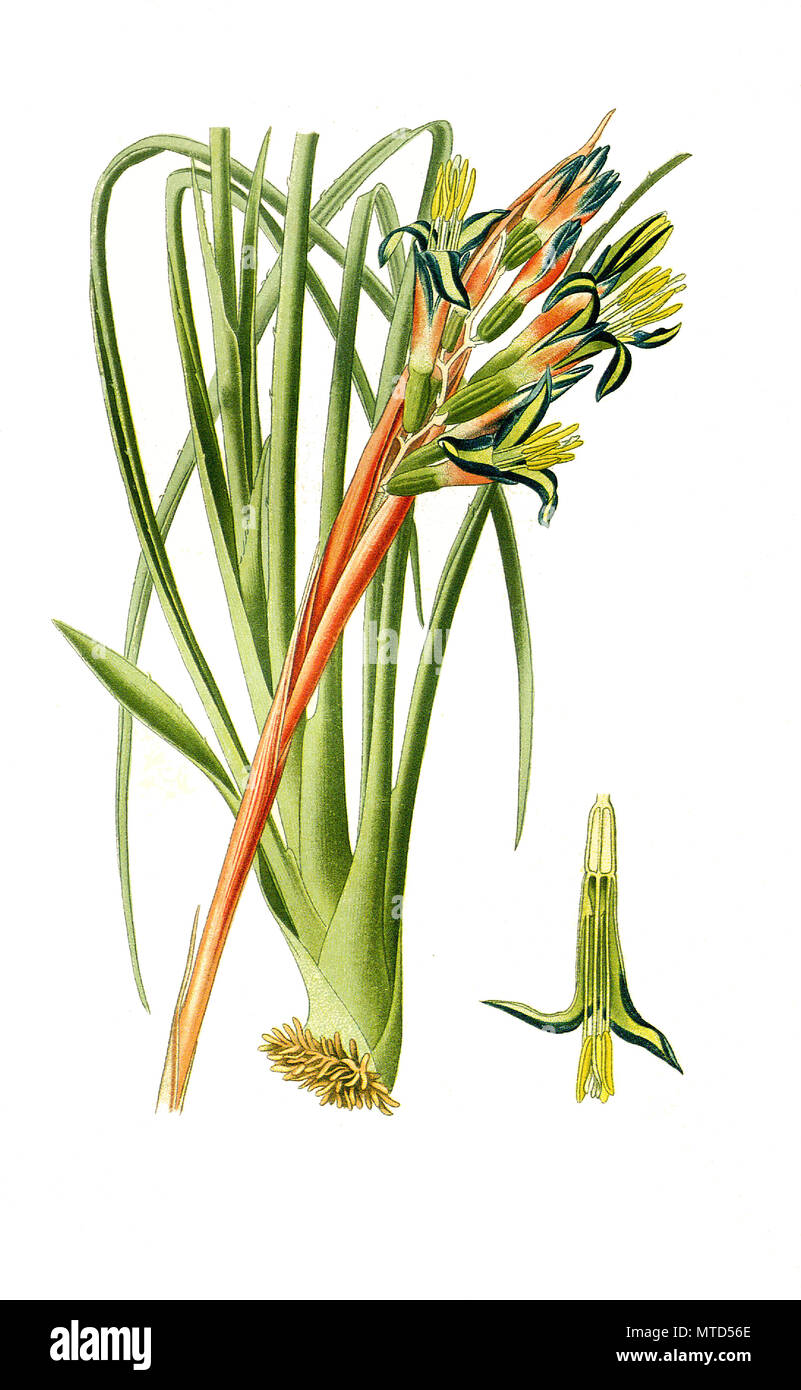 Billbergia nutans, Queen's-Tears, epiphytic bromeliad. Bromelie, AnanasgewÃ¤chs, BromeliengewÃ¤chs, digital improved reproduction from a print of the 19th century Stock Photo