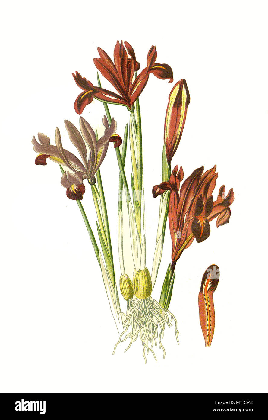 Iris reticulata, Netted Iris. Netzblatt-Schwertlilie, Netzblatt-Iris, Zwerg-Iris oder Netz-Schwertlilie, digital improved reproduction from a print of the 19th century Stock Photo