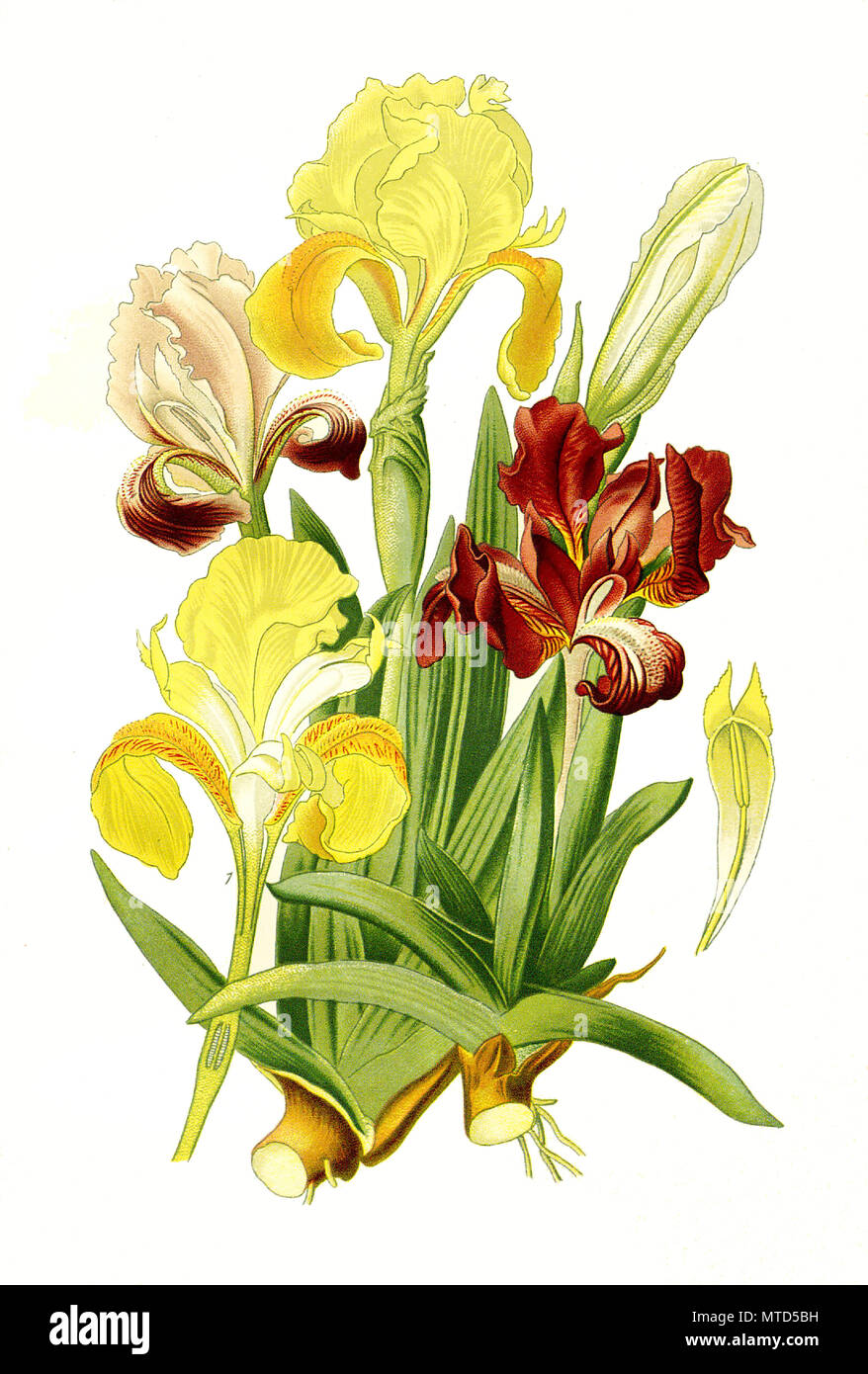 Iris Pumila, Dwarf Iris, pygmy iris. Zwerg-Schwertlilie, digital improved reproduction from a print of the 19th century Stock Photo