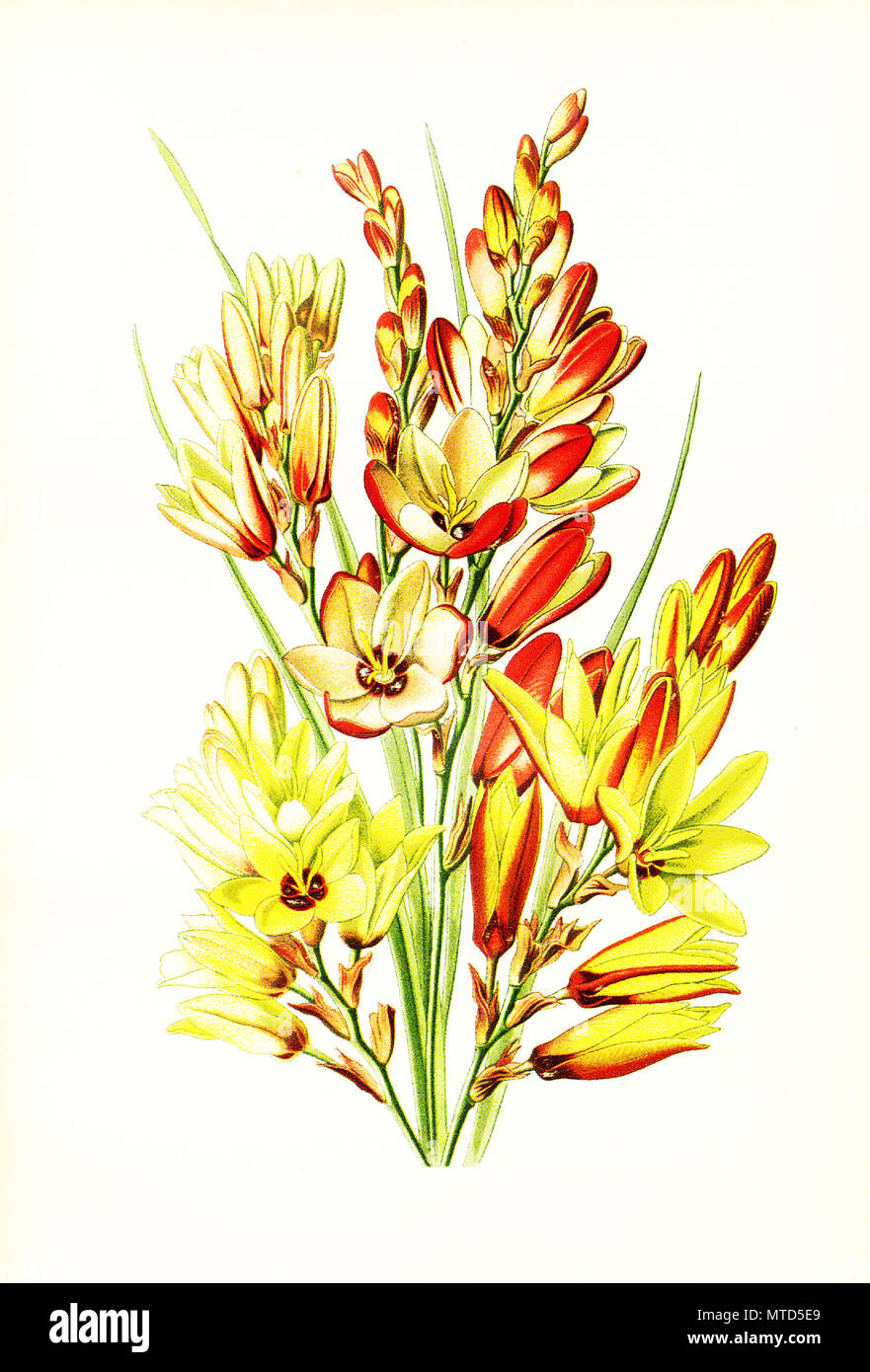 Ixia maculata, spotted African corn lily. , digital improved reproduction from a print of the 19th century Stock Photo