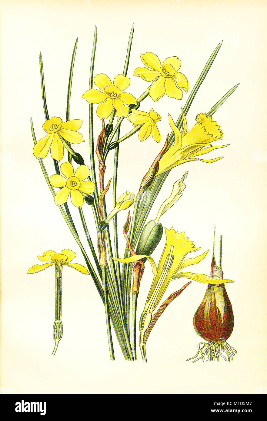Narcissus jonquilla, Jonoquil, Narcissus Pseudo Narcissus, Daffodil,  rush daffodil. Jonquille, Narzisse, digital improved reproduction from a print of the 19th century Stock Photo