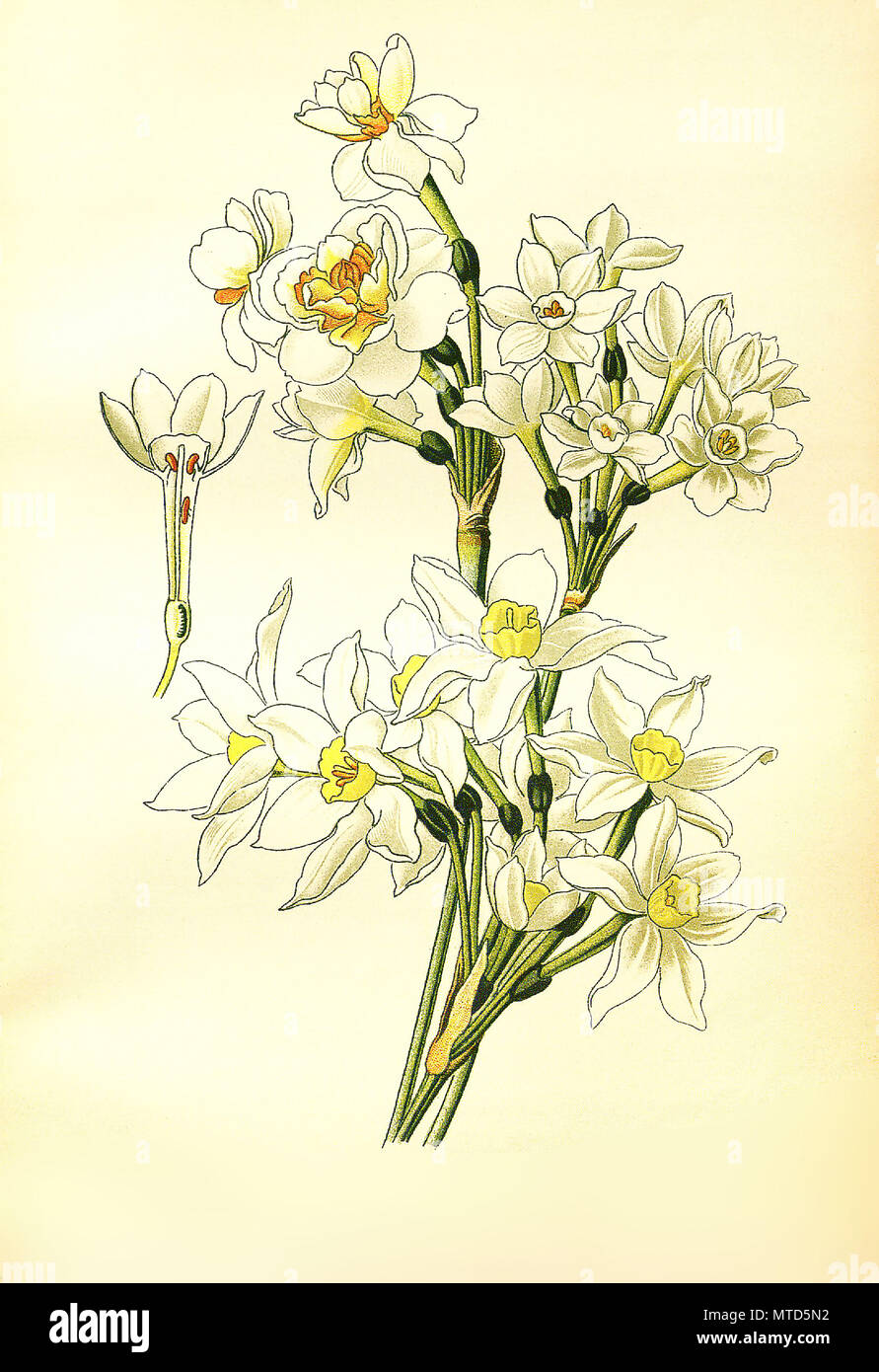 Narcissus tazetta, Polyanthus narcissus, paperwhite, bunch-flowered narcissus, bunch-flowered daffodil, Chinese sacred lily, cream narcissus, joss flower, polyanthus narcissus. StrauÃŸ-Narzisse, Bukett-Narzisse, MehrblÃ¼tige Narzisse oder Tazette, digital improved reproduction from a print of the 19th century Stock Photo