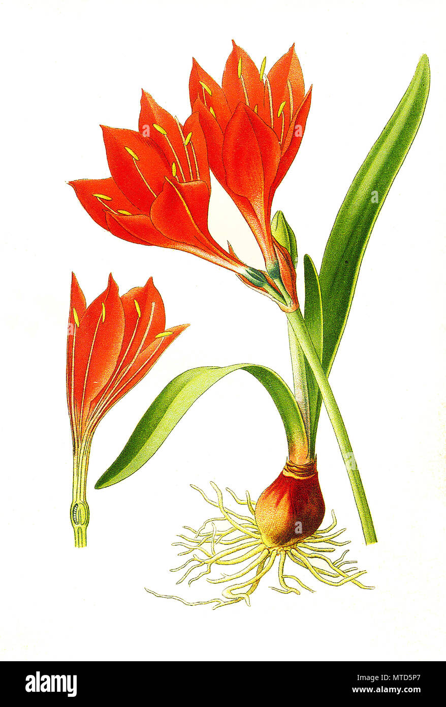 Vallota purpurea, Scarborough Lily, Amaryllis. , digital improved  reproduction from a print of the 19th century Stock Photo - Alamy