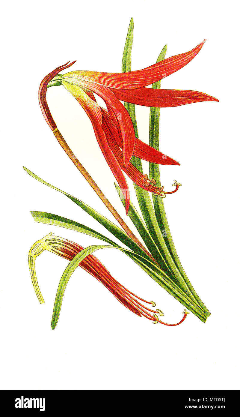 Sprekelia formosissima, Aztec lilie or Jacobean lilie, Jacobean Lily. Jakobslilie, digital improved reproduction from a print of the 19th century Stock Photo