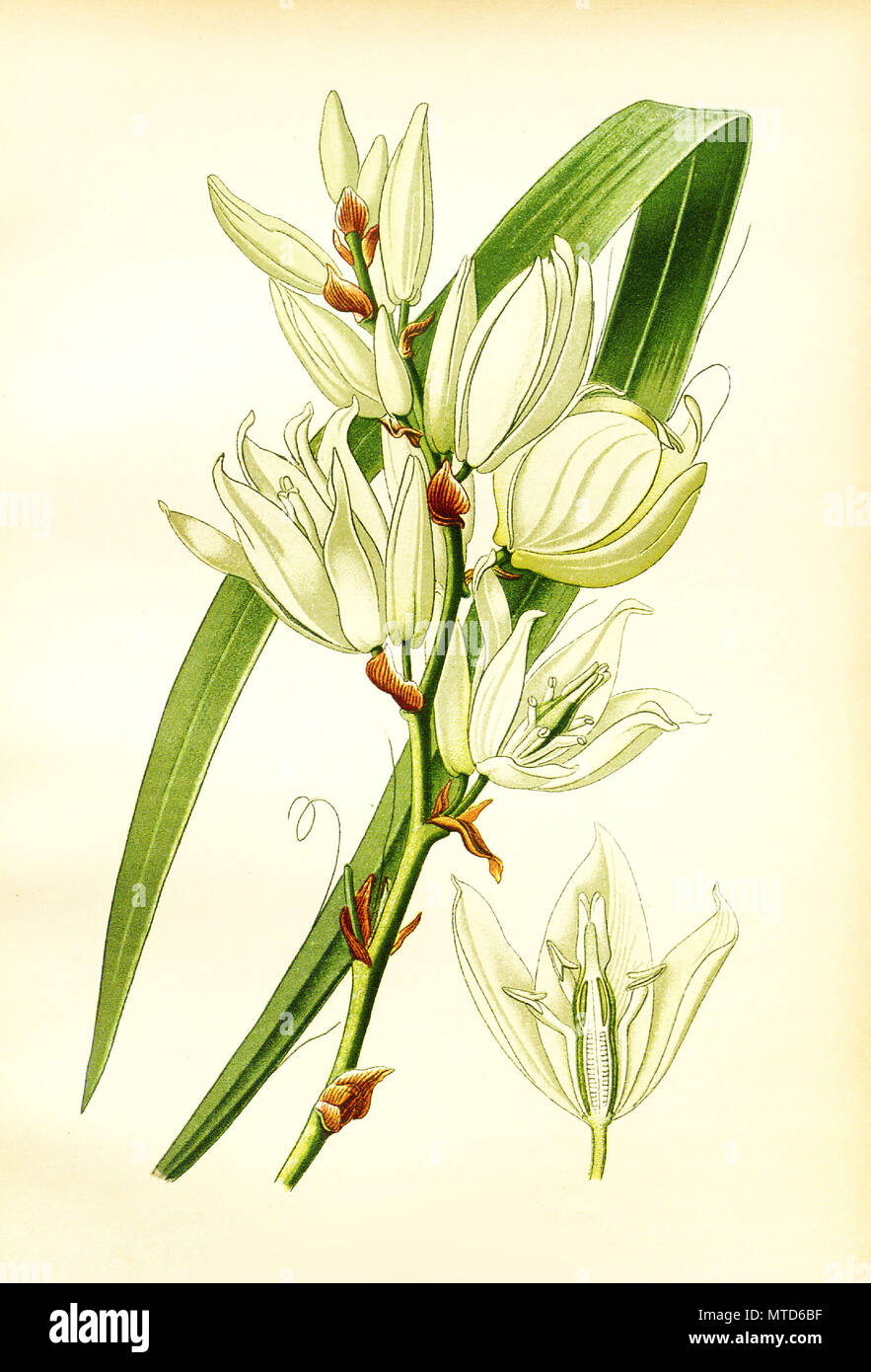 Yucca filamentosa, Silk Grass. FeraldÂ´s Yucca, Narrow Leaf-Yucca. FÃ¤dige Palmlilie, digital improved reproduction from a print of the 19th century Stock Photo