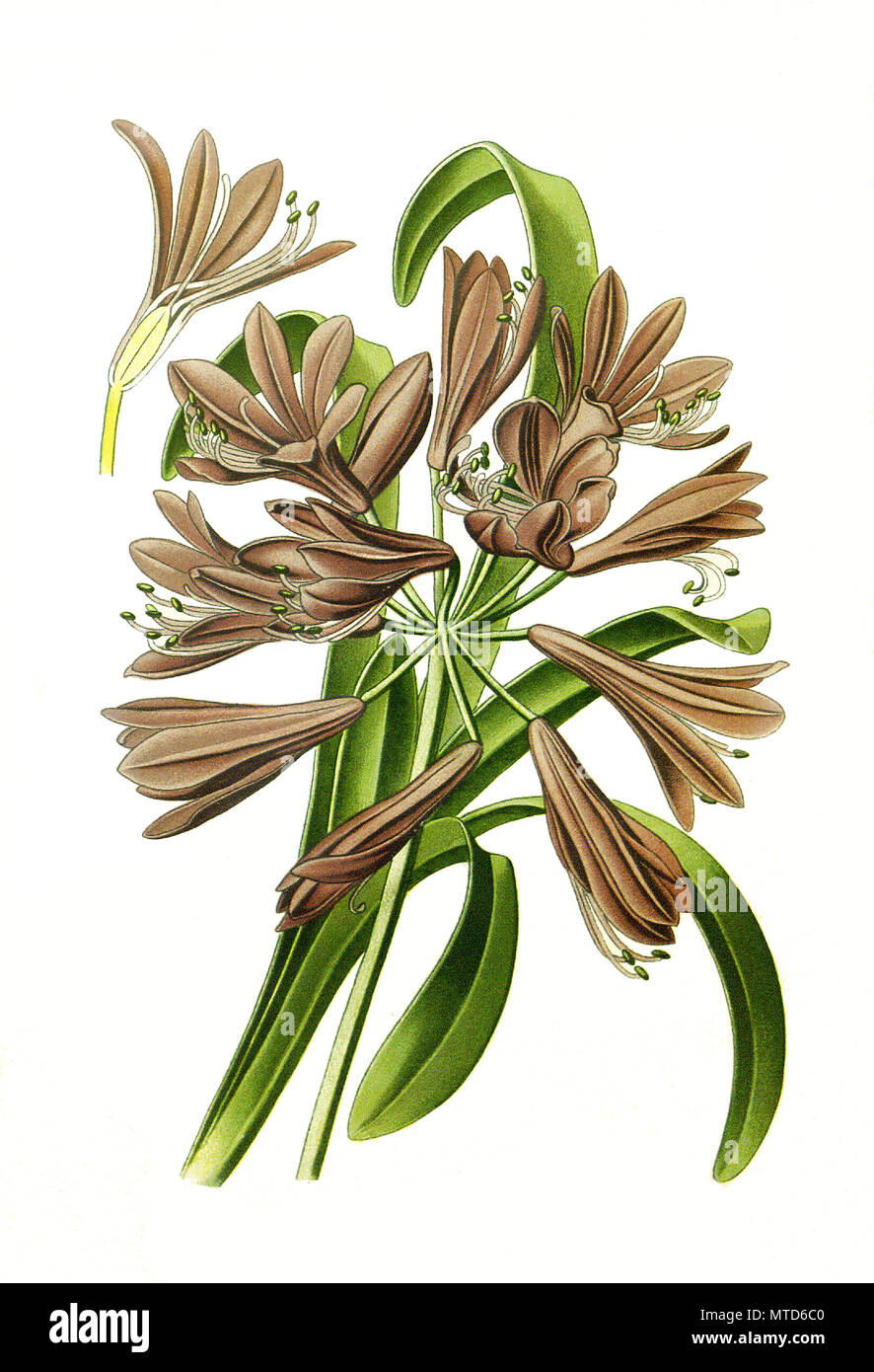 Agapanthus umbellatus, African Lily, digital improved reproduction from a print of the 19th century Stock Photo