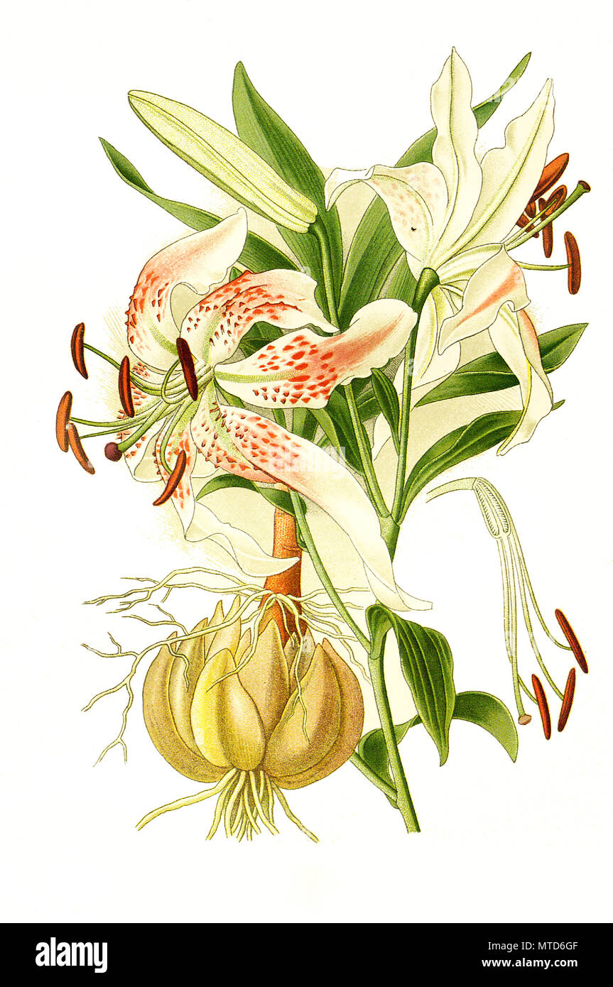 Lilium speciosum, Showy Lily, Japanese lily. Pracht-Lilie, digital improved reproduction from a print of the 19th century Stock Photo
