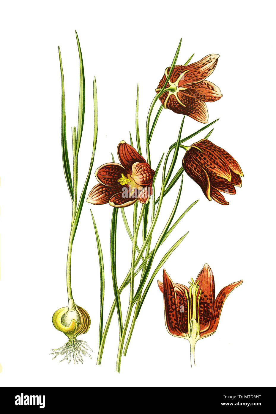 Fritillaria meleagris, snake's head fritillary, Snake's Head, chess flower, frog-cup, guinea-hen flower, guinea flower, leper lily, Lazarus bell, chequered lily, chequered daffodil, drooping tulip. Schachblume, Schachbrettblume, digital improved reproduction from a print of the 19th century Stock Photo