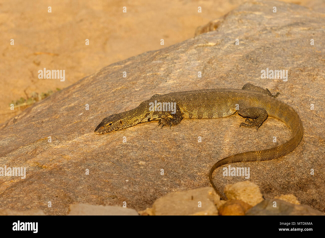A Monitor lizard basking on a rock at Sabi Sands Game Reserve Stock Photo
