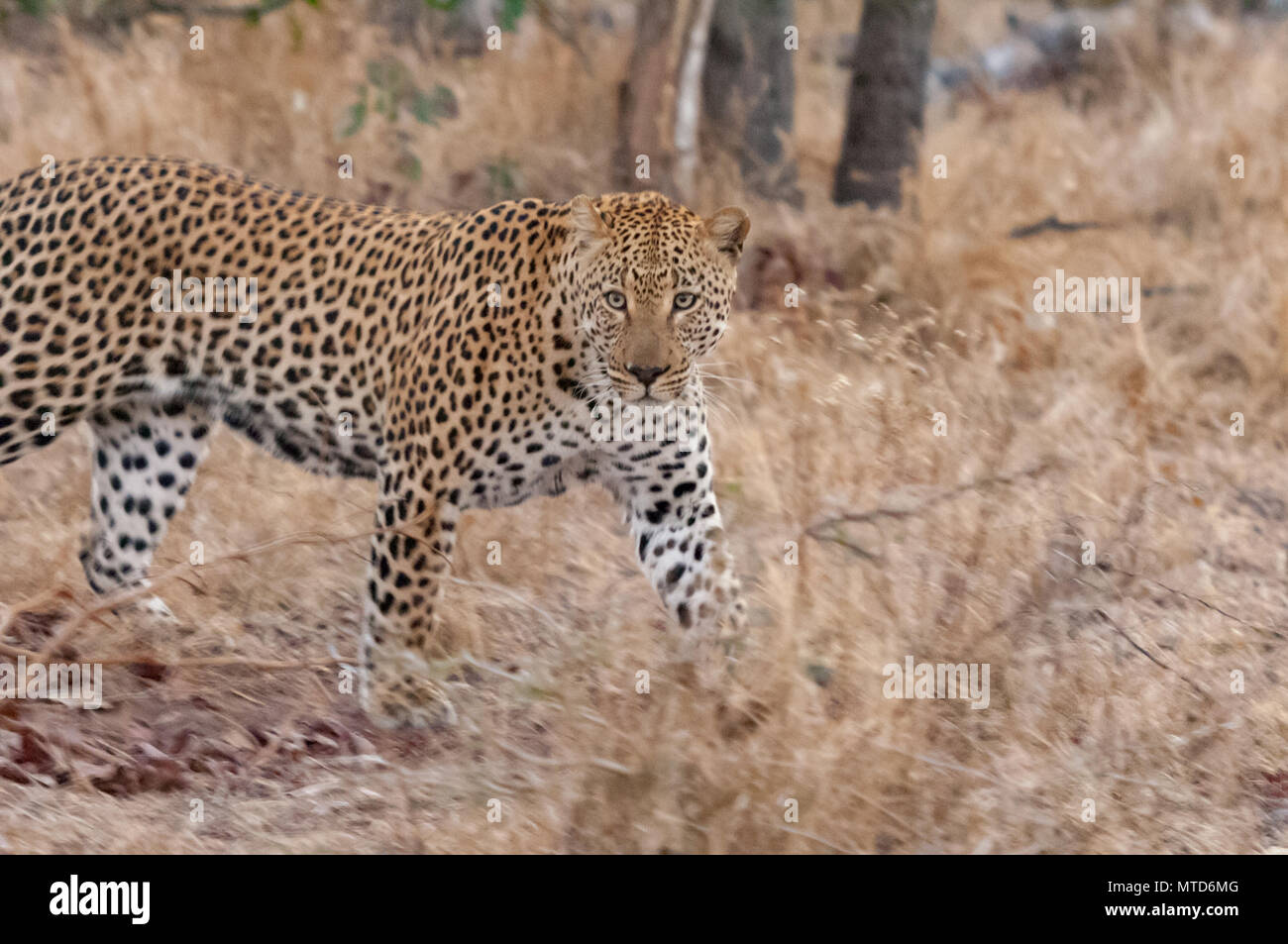 A female leopard on the prowl in the early evening light Stock Photo