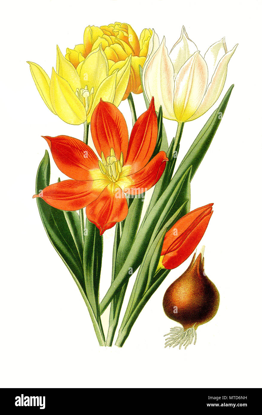 Tulipa suaveolens, Tulip. Tulpe, digital improved reproduction from a print of the 19th century Stock Photo