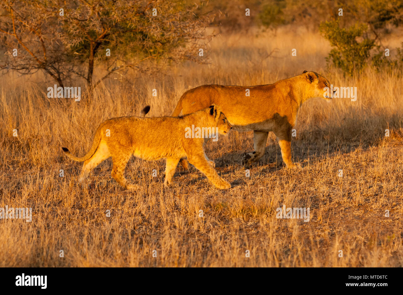 Lioness with cub on an early morning hunt in Sabi Sands Game Reserve Stock Photo