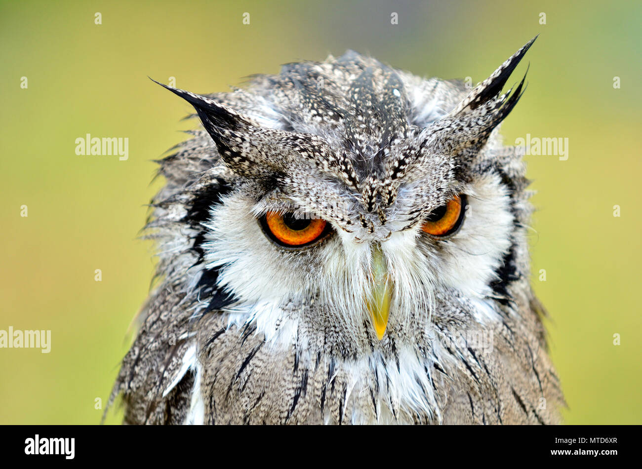 White-Faced Scops Owl (Ptilopsis leucotis / Ptilopsis granti) found in Africa. Captive bird, UK Stock Photo