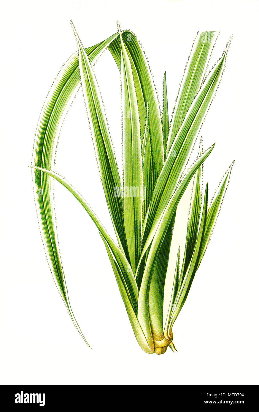 Pandanus veitchi hires stock photography and images Alamy