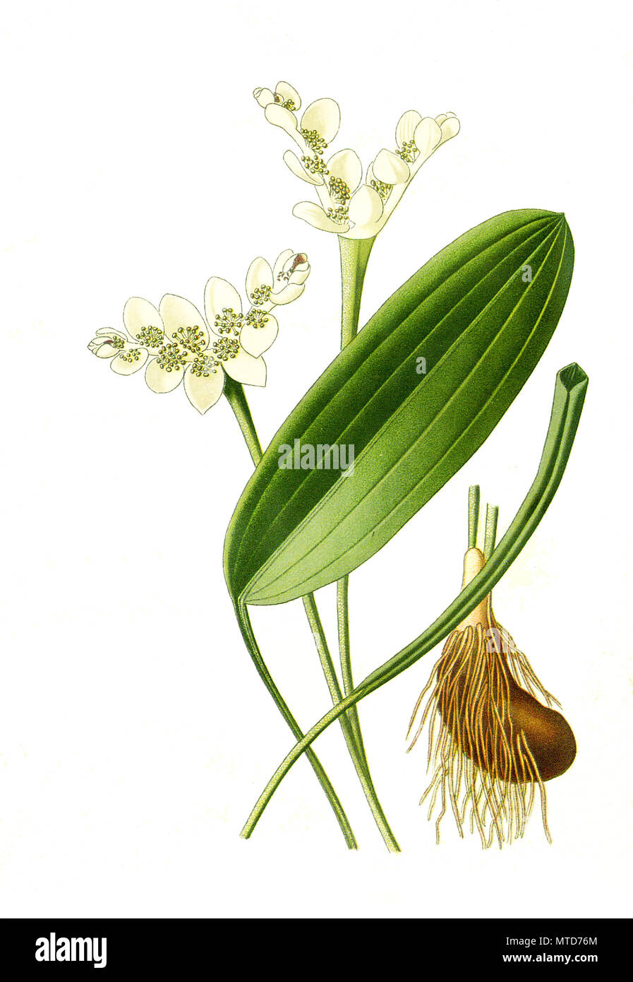 Aponogeton distachyum, Aponogeton distachyos, Cape Pond-Weed, waterblommetjie, Cape-pondweed, water hawthorn, vleikos. ZweiÃ¤hrige WasserÃ¤hre, digital improved reproduction from a print of the 19th century Stock Photo