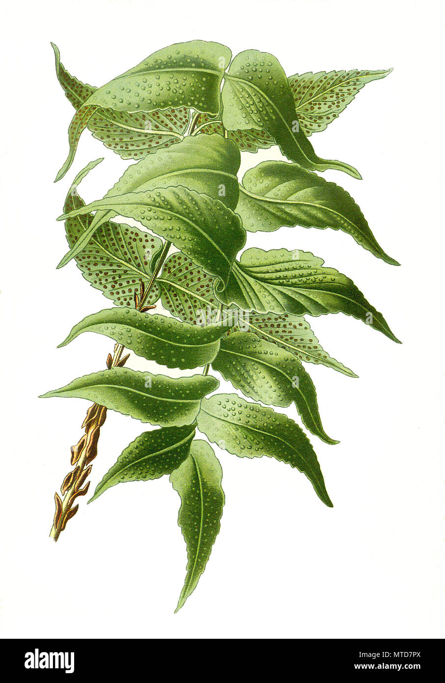 Aspidium falcatum, Cyrtomium falcatum, house holly-fern, Japanese holly fern. Farn, digital improved reproduction from a print of the 19th century Stock Photo