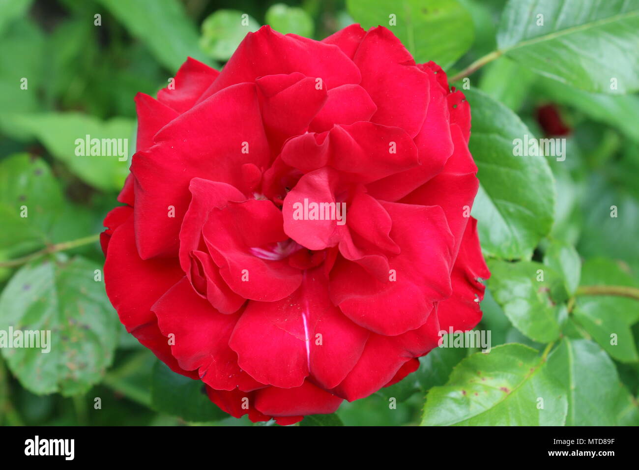 Close up of english red rose in full bloom hi-res stock photography and ...