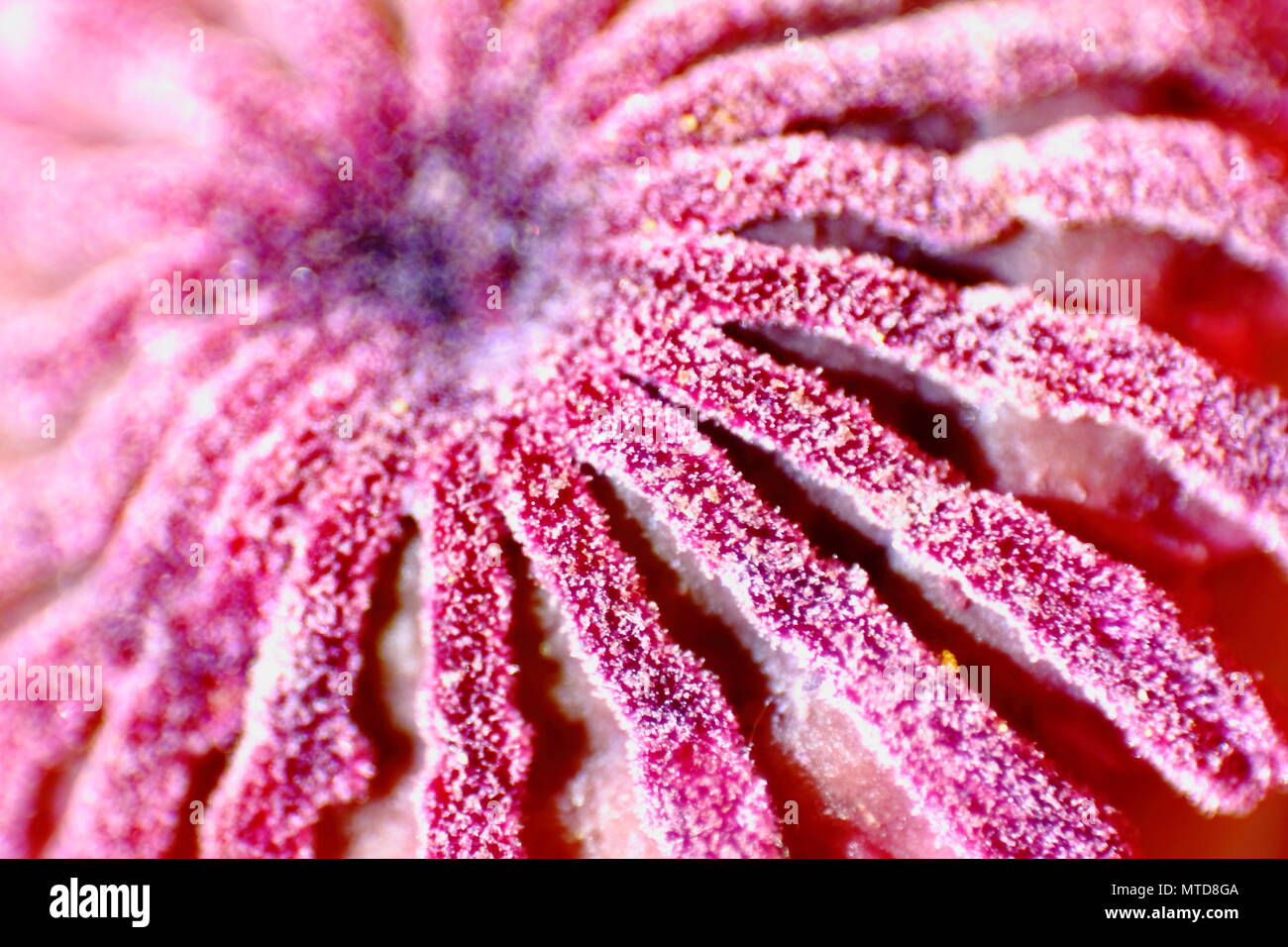 Macro of poppy boll ripples. Stock Photo