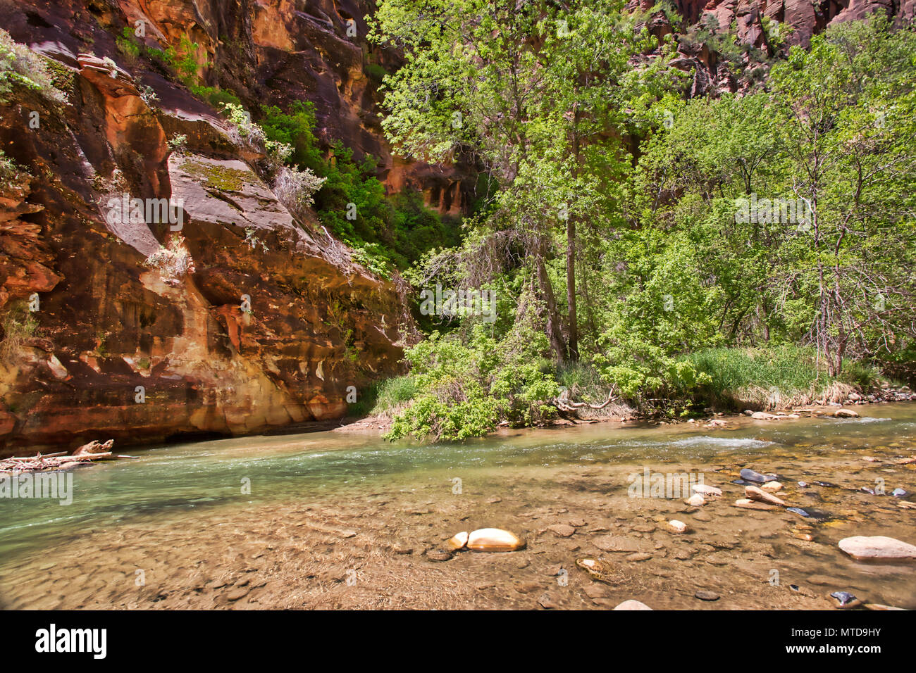 Pools in the Virgin River gather to support fish and swimming in Zion