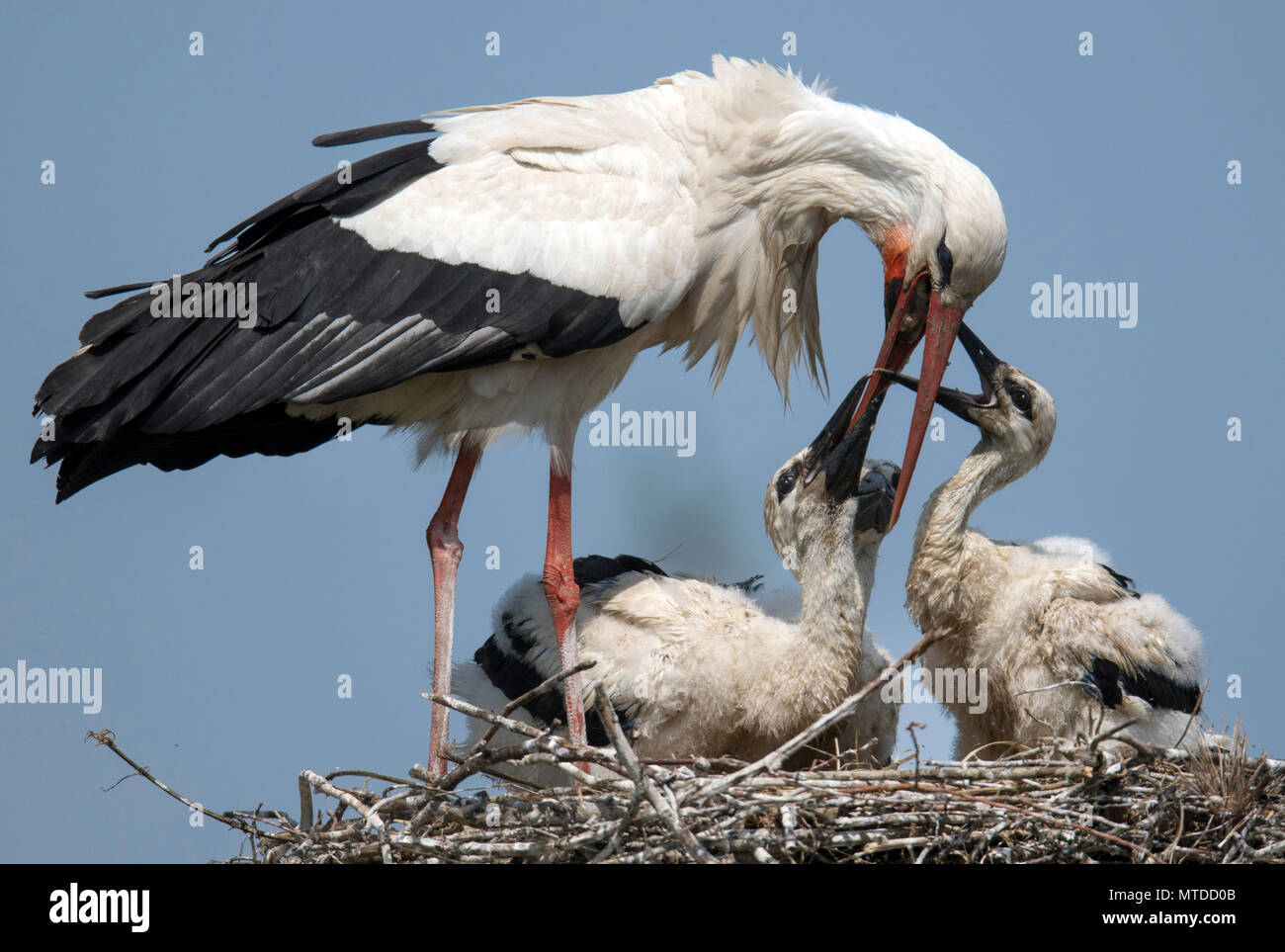 29 May 18 Germany Biebesheim A White Stork Feeds The Baby Birds Due To The Rising Temperatures The Older Birds Not Only Bring Food To Their Babys Which Will Eventually Fledge In