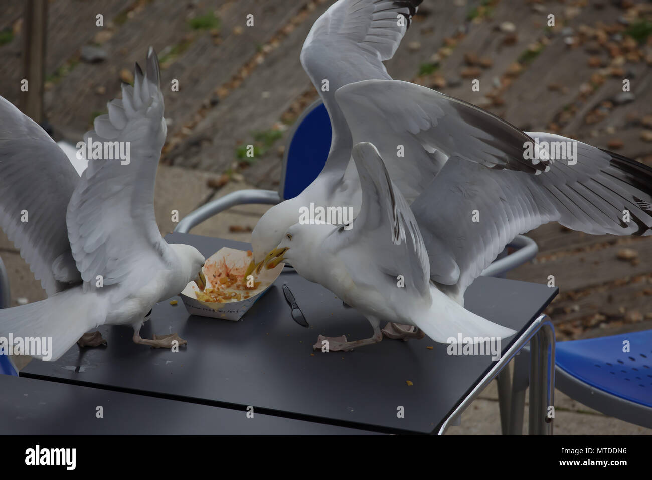 Seagulls Stealing Food Stock Photos & Seagulls Stealing Food Stock