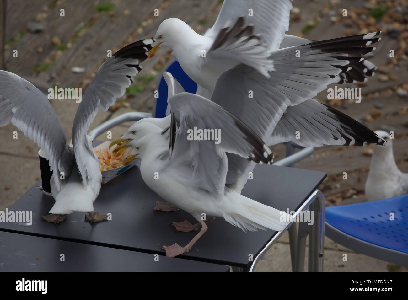 Bird stealing chip hires stock photography and images Alamy