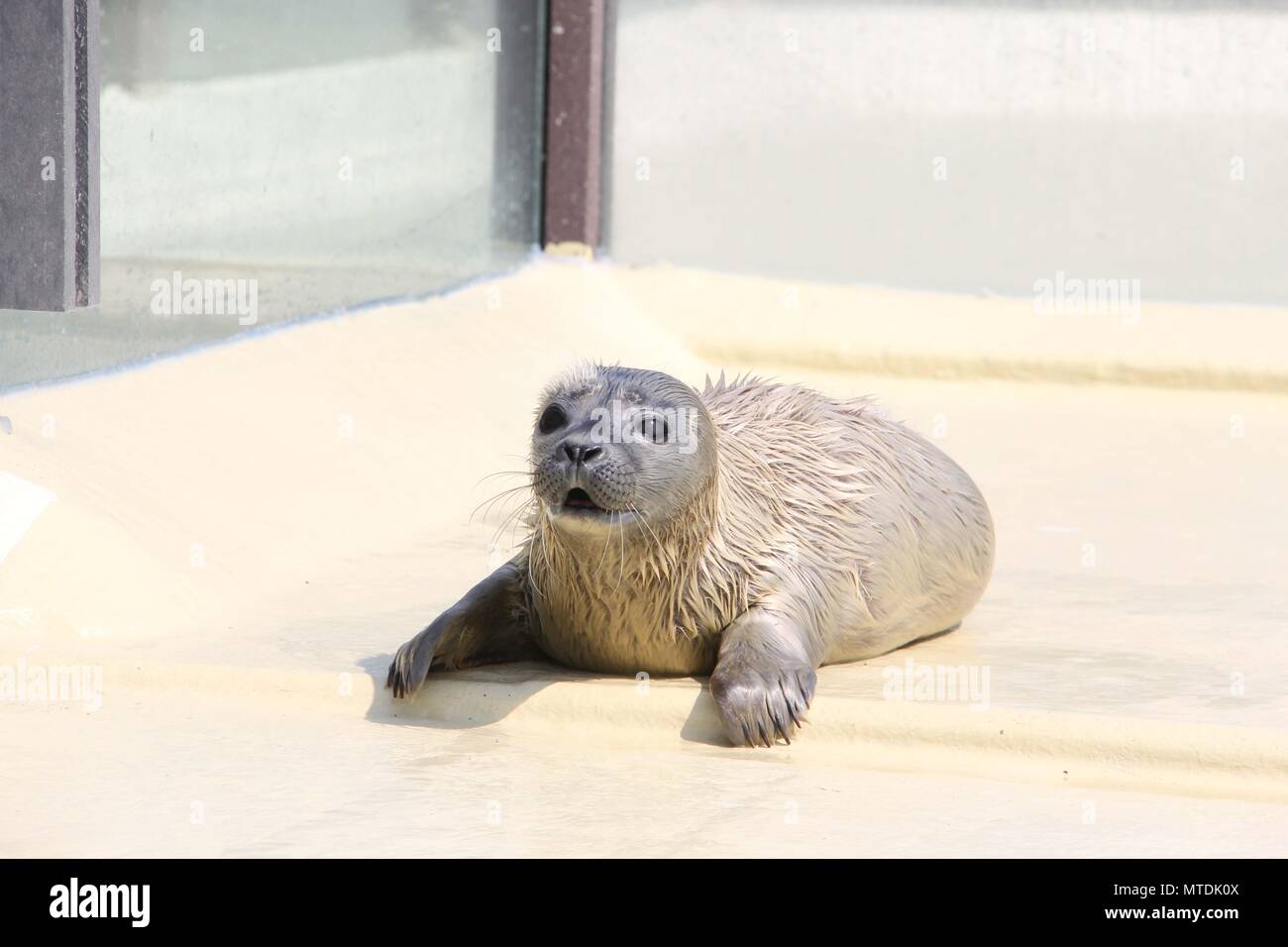 30 May 2018, Germany, Friedrichskoog: The seal orphan 'Primus' lying in an outdoor pool of the Friedrichskoog seal sanctuary. The baby seal was found on Heligoland. Photo: Wolfgang Runge/dpa Stock Photo
