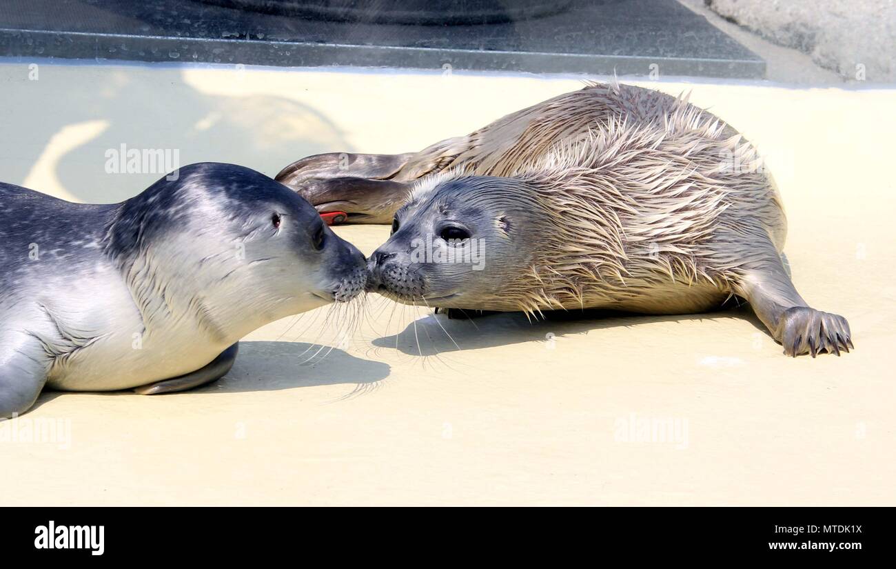 30 May 2018, Germany, Friedrichskoog: The seal orphan 'Primus' (R) and 'Primel' sniff at each other in an outdoor pool of the Friedrichskoog seal sanctuary. The baby seals were found on Heligoland and Pellworm. Photo: Wolfgang Runge/dpa Stock Photo