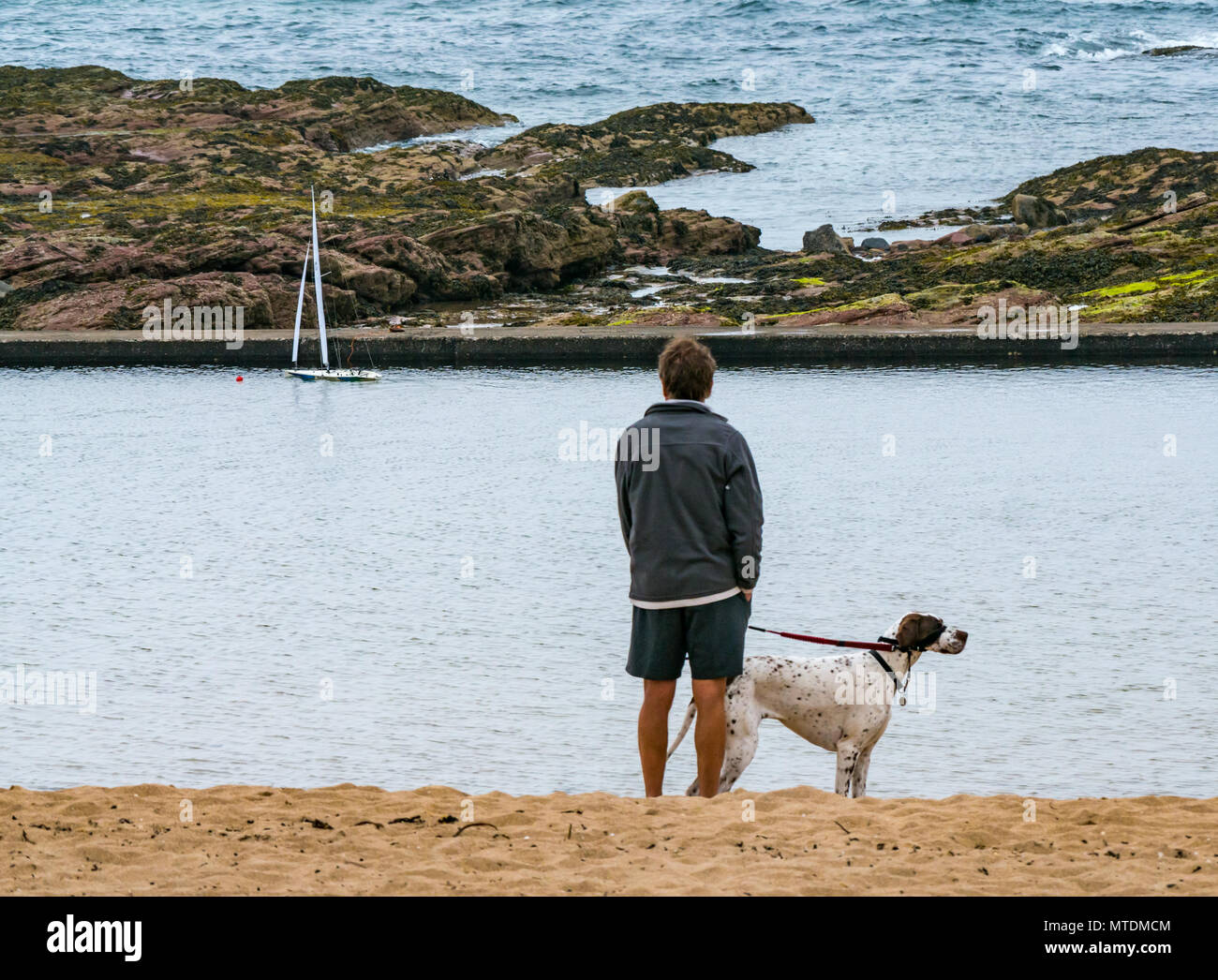 Milsey Bay, North Berwick. East Lothian, Scotland, United Kingdom, 30th May 2018. A radio controlled Kyosho Marine Racing sailing yacht in the tidal bathing pool. A man walking a Pointer dog watches the model boat Stock Photo