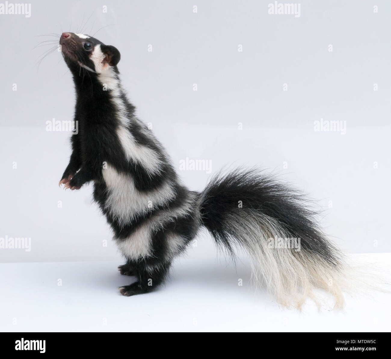 Spotted Skunk Isolated on White Background Paper Stock Photo