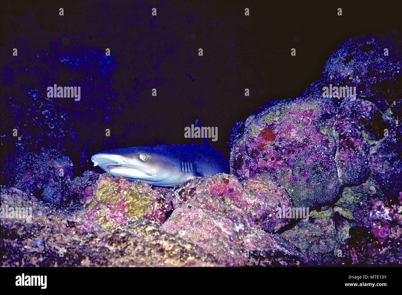 This white-tip shark (Triaenodon obsesus: 150 cms.) was resting in a narrow  coral crevice, with just its head visible. It used to be thought that sharks  had to swim constantly in order