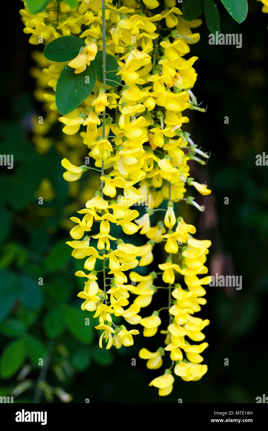 Flowers of Labernum (Labernum anagyroides), London, UK, spring. Stock Photo