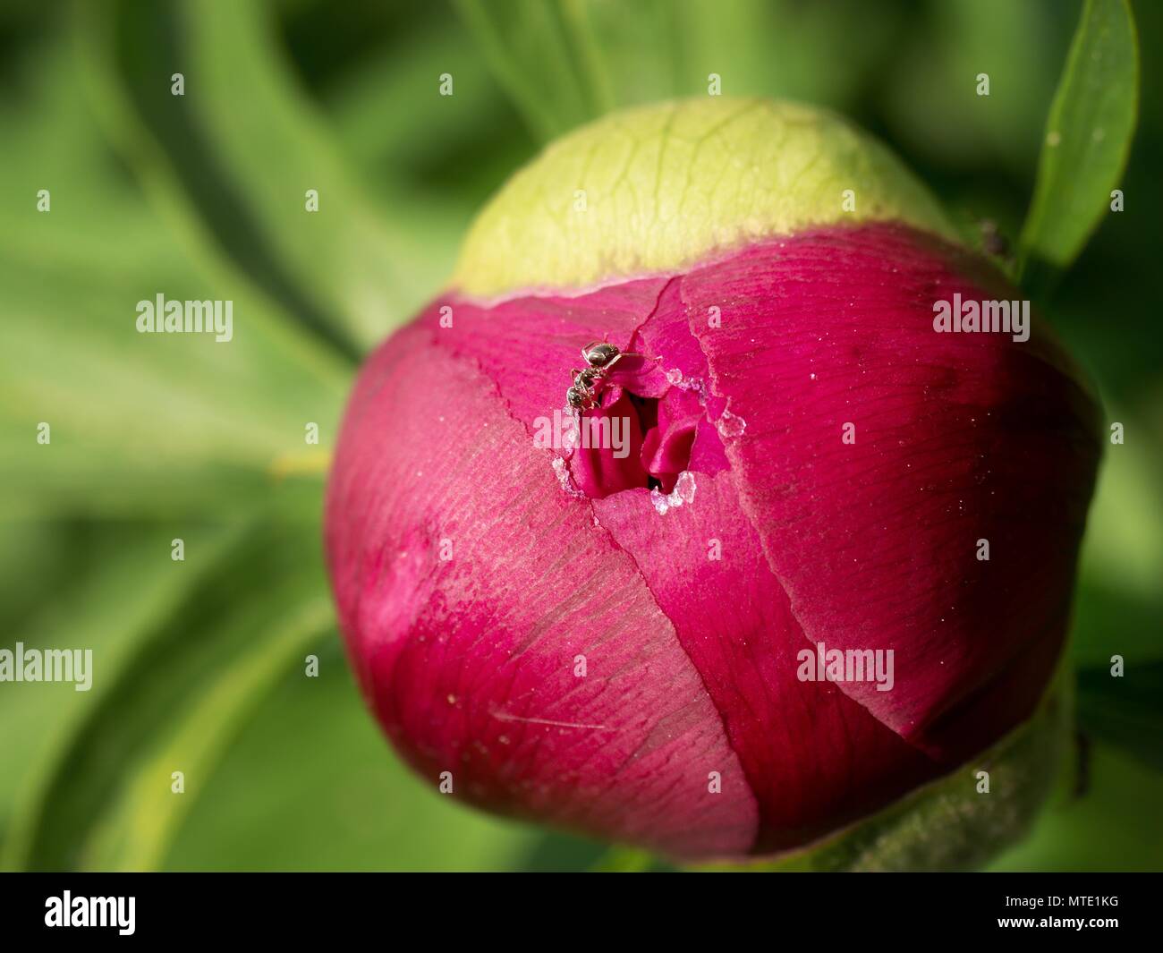 Red ants on a peony bud . Aggressive ants opening  bud of peony and drink sweet juice. Stock Photo