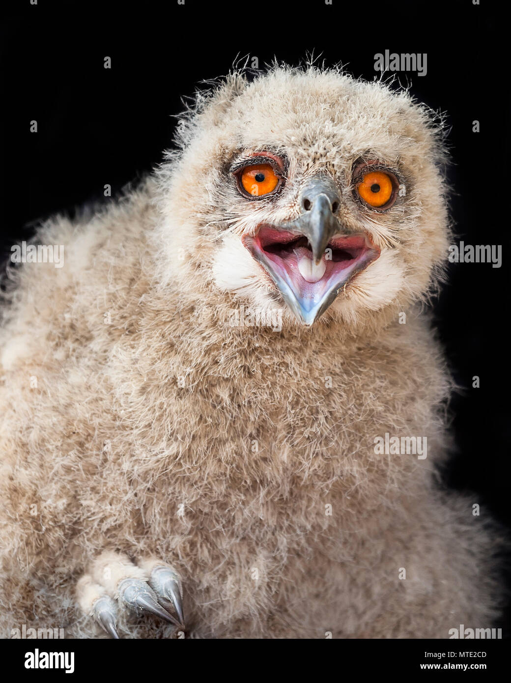 Siberian Eagle Owl fledgling. Stock Photo