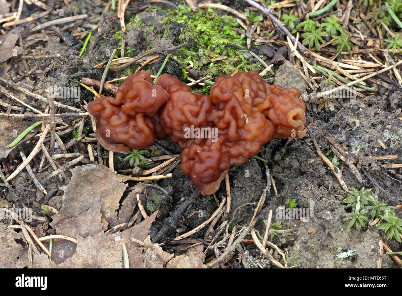 False morel (Gyromitra esculenta), wild mushroom from Finland Stock Photo