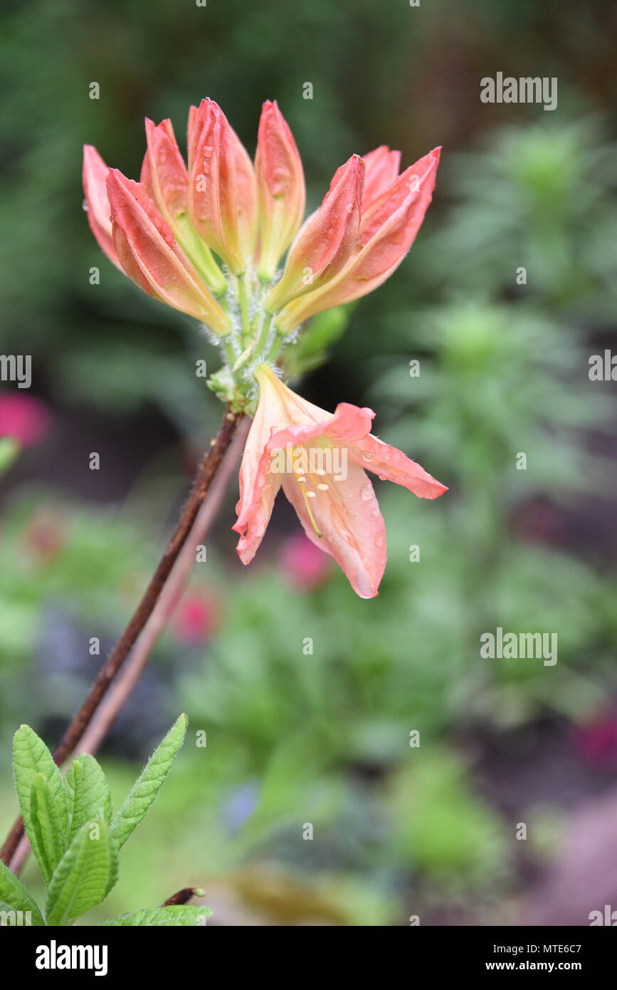 Pink rhododendron azalea , the beginning of flowering in a garden Stock ...