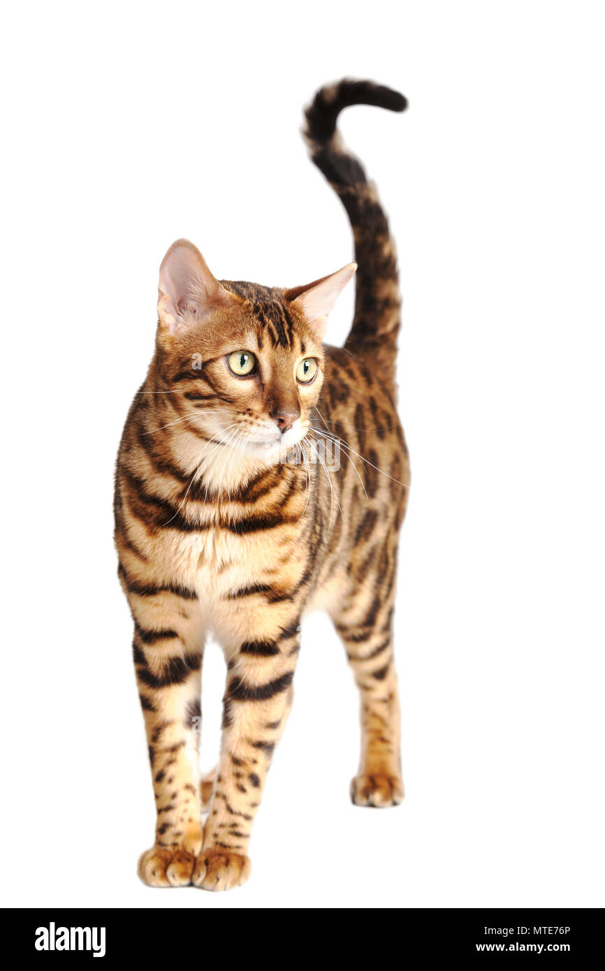 pedigree bengal kittens
