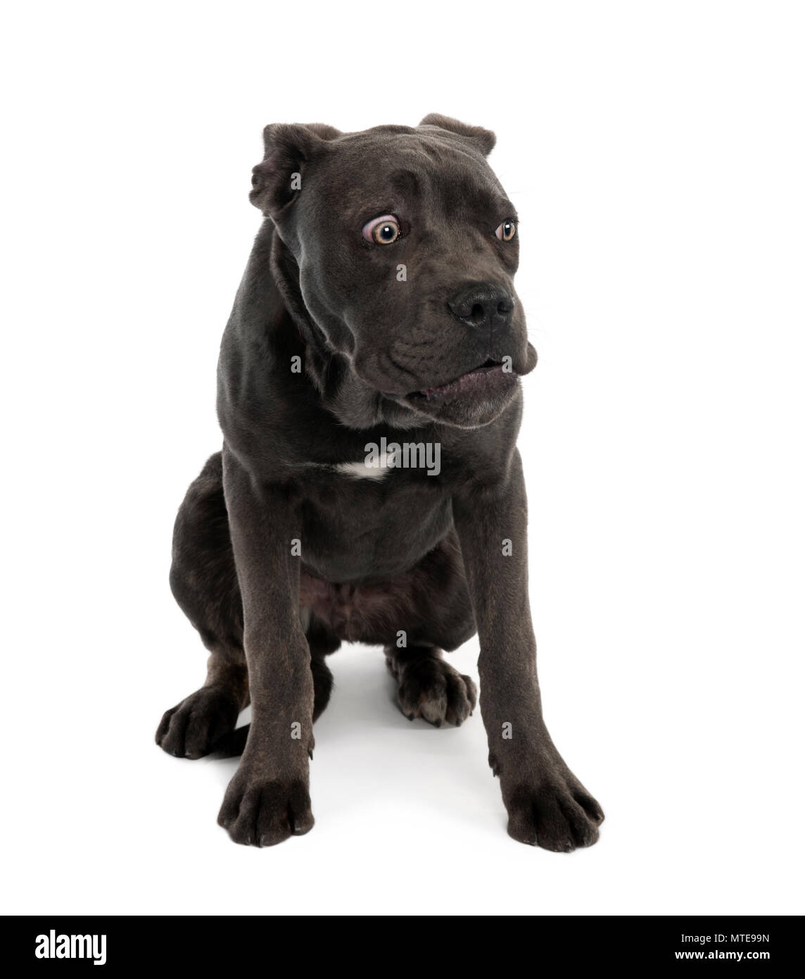 Portrait of black mixed bastard dog with sad face in front of white