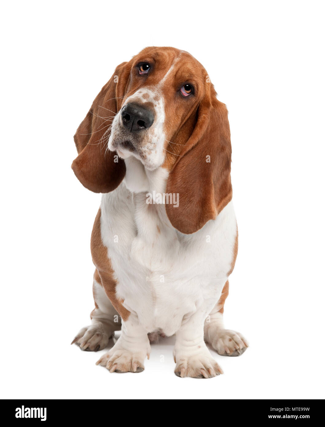 Basset Hound (1 year old) - hush puppy in front of a white background Stock Photo