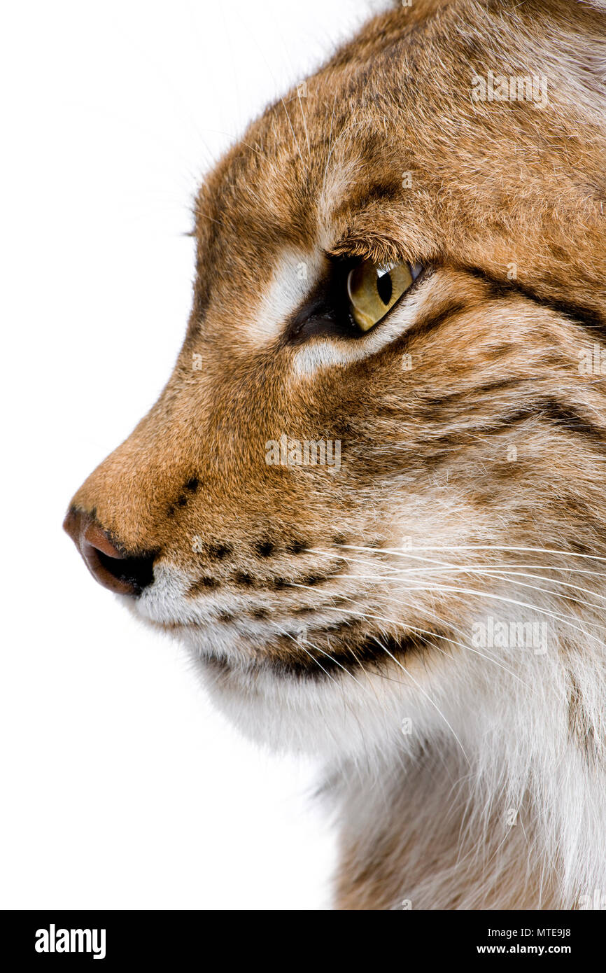 Eurasian Lynx - Lynx in front of a white background Stock Photo