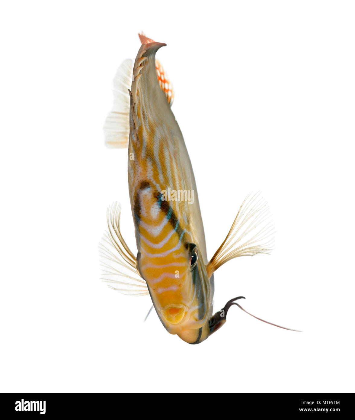 Red Turquoise Discus fish, Symphysodon aequifasciatus in front of a white background, studio shot Stock Photo