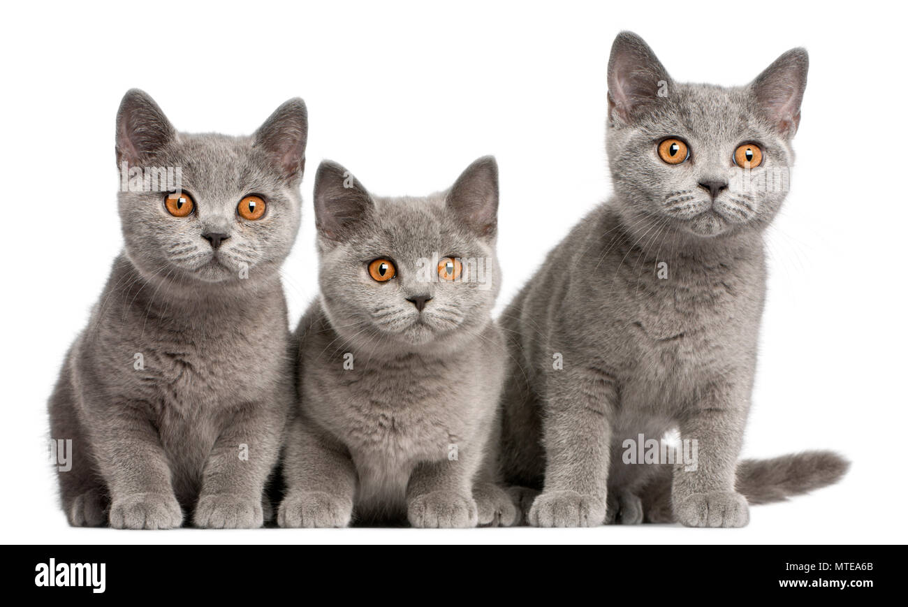 British Shorthair Kittens 3 Months Old Sitting In Front Of White