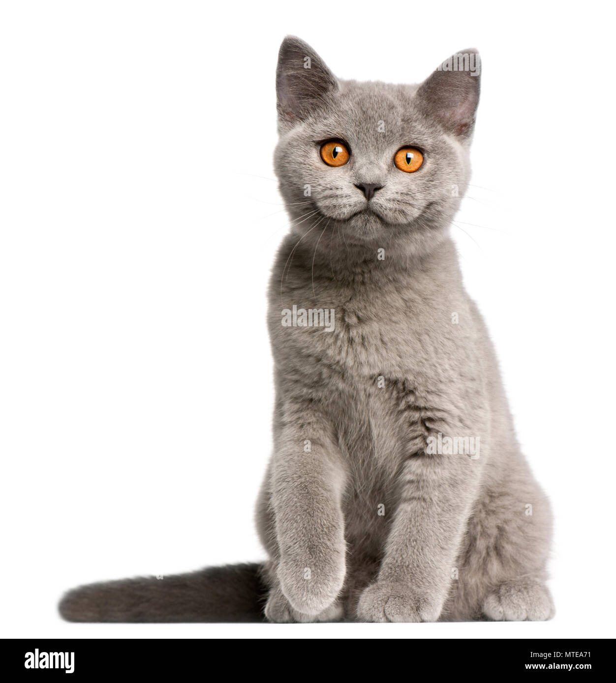 British Shorthair Kitten 3 Months Old Sitting In Front Of White