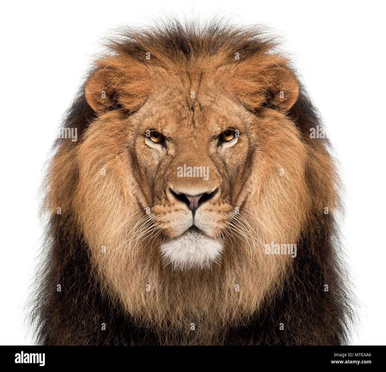 Close-up of lion, Panthera leo, 8 years old, in front of white