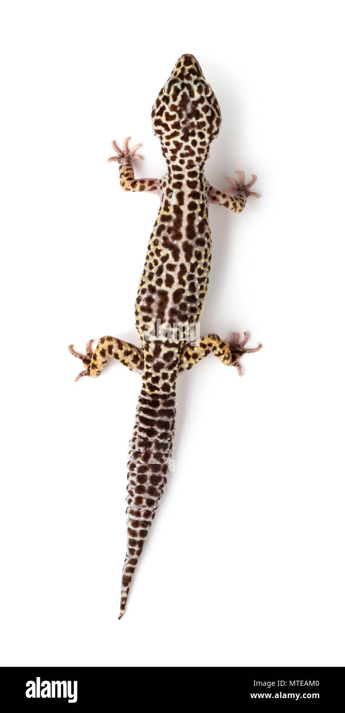 Leopard gecko, Eublepharis macularius, against white background Stock Photo